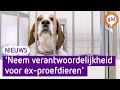 Beagles uit het laboratorium zoeken een nieuw baasje