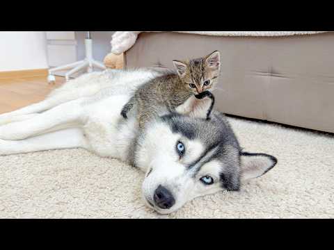 YouTube 썸네일