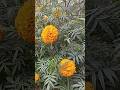 Hai Shona Winter Queen Flowers Ganda Ful Marigold