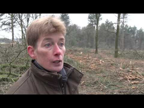 Verjonging Bossen in Venray