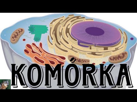 Wprowadzenie do komórki | Cytologia #1