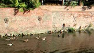 preview picture of video 'A  MINK BEING CHASED BY DUCKS - Spalding - 22.08.10'