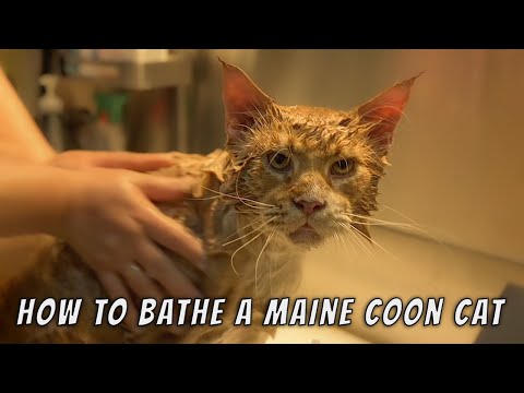 How to bathe a Maine Coon cat.