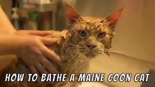 How to bathe a Maine Coon cat.