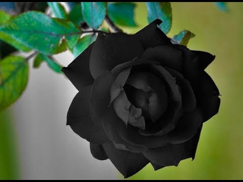 Top 10 Beautiful Rose Flowers