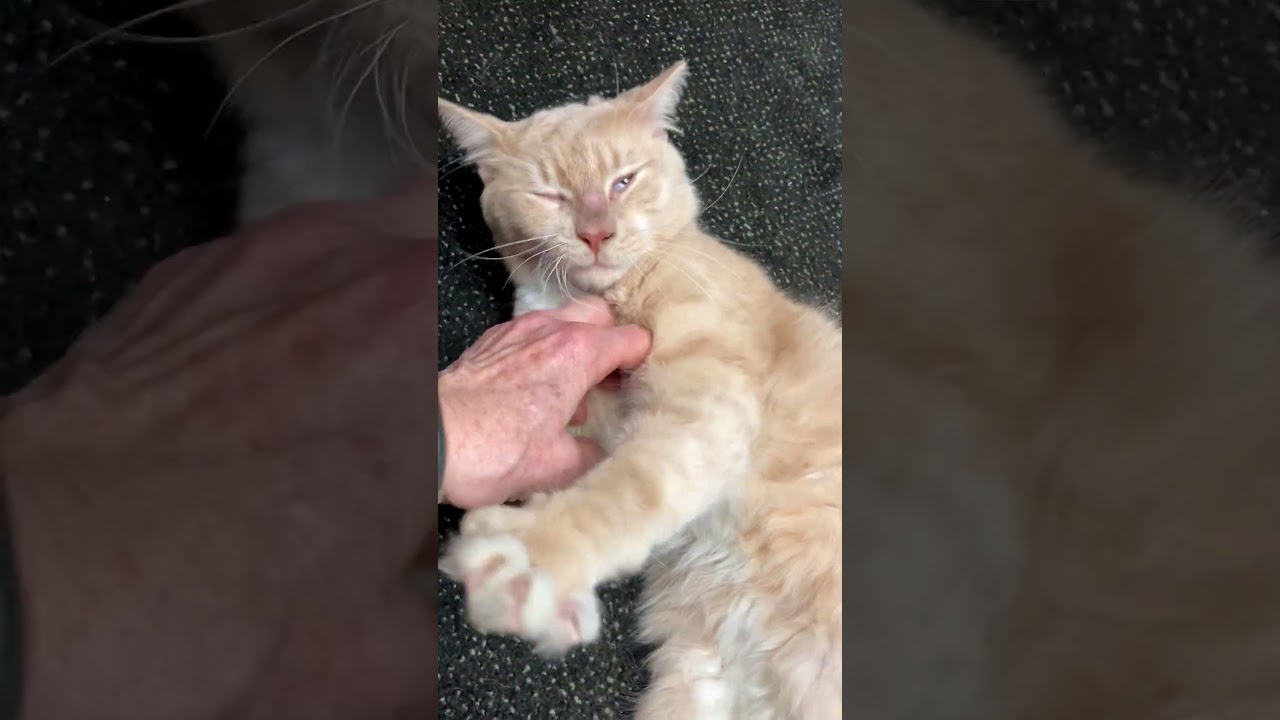 Lorenzo, a ADOPTABLE Domestic Short Hair in Fairfax, VA video 5/5