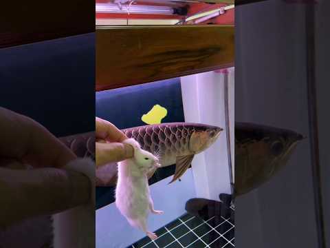 little mouse vs golden Arowana. 😱 #arowanafish #goldenarowana #watch #fishtank