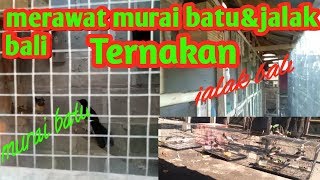 Download lagu cara merawat burung murai batu dan jalak mp3