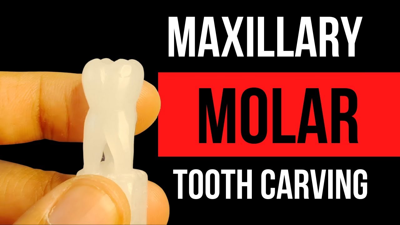 Maxillary Molar Tooth Carving Demo