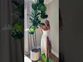 How to Prune a Fiddle Leaf Fig for Bushier Growth | Step-by-Step Guide