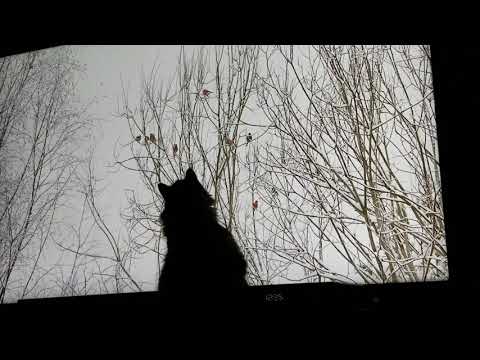 Ivy And The Traveling Bird Feeder