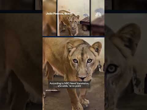 Man fatally mauled after entering lioness' enclosure