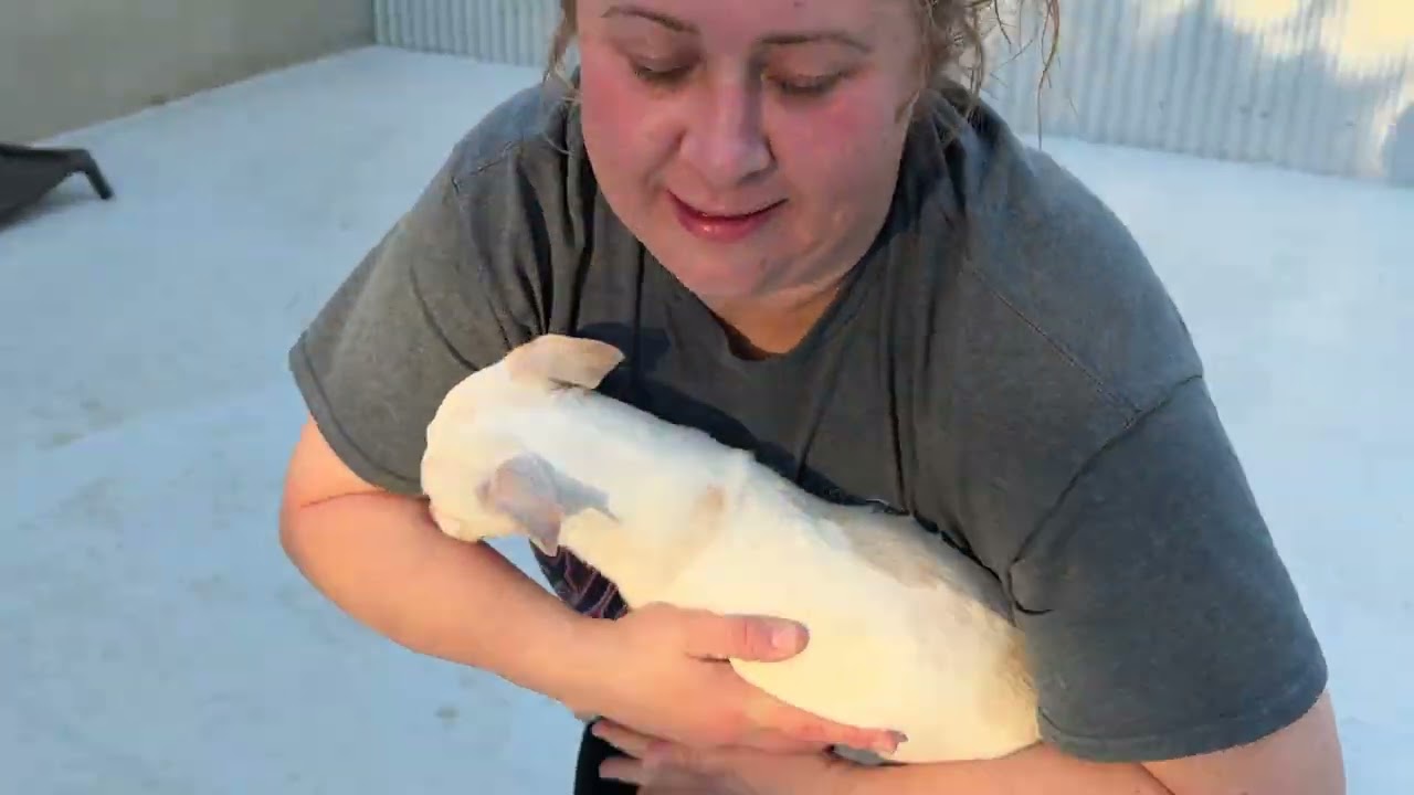 Bean-Long Legged Cutie, a Adoptable mixed breed in St Augustine, FL video 5/5