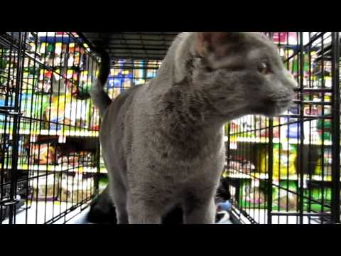 Sterling, an adopted Russian Blue & Domestic Short Hair Mix in Apex, NC_image-1