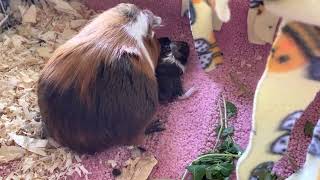 Young Guinea pig gives birth part 1/2