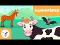Les mammifères pour enfants - Les animaux vertébrés - Les sciences naturelles pour enfant.
