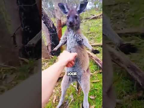 L'affection entre un bébé kangourou et un humain