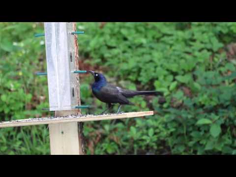 20160707 Common Grackle and Finches