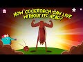 Creepiest Insect How Cockroach Can Live Without Its Head Cockroach Mystery Dr Binocs Show