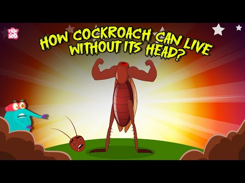 Creepiest Insect | How Cockroach Can Live Without Its Head? | Cockroach Mystery | Dr. Binocs Show