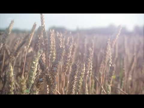 "Bonde söker fru" Opening title - Dallas Sthlm