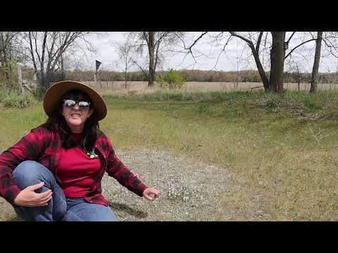 Trailside Treasure  21 - Pussytoes