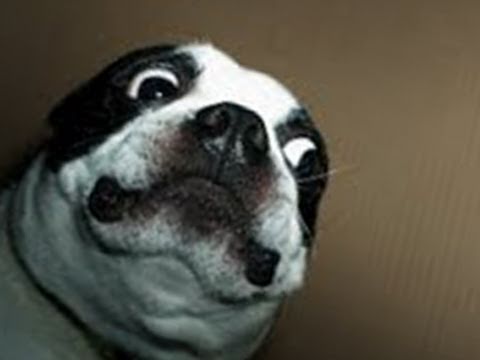 SPOOKED DOG!そして、より多くの...IMG!#29 (SPOOKED DOG! And More ... IMG! #29)