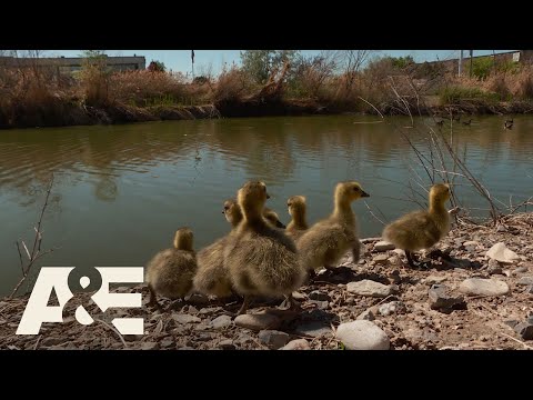 Live PD: A Literal Wild Goose Chase | A&E