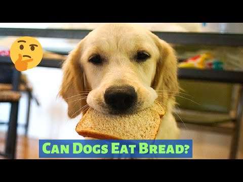 Can Dogs Eat Bread? Should you Feed Bread to your Dog?