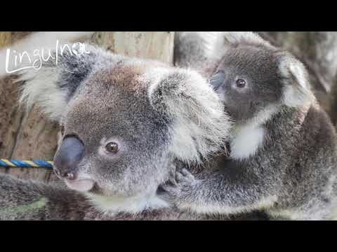 Mindy & Mork - adventurous Koala joey needs rescuing and is quickly reunited with mom.
