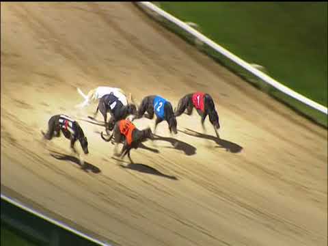2017 COLOSSUS STANDARD DIV 1 - T5 DROOPYS GOLD