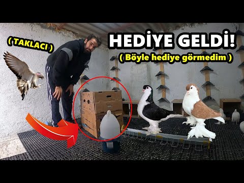 , title : 'KUTU DOLUSU GÜVERCİN GELDİ - TAKLACI DA VAR !'