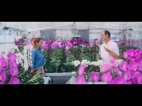 蘭花君子｜農科院 花茶果肉香 微電影系列｜