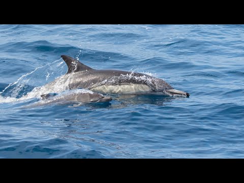 LONG BEAKED COMMON DOLPHIN | DELPHINUS CAPENSIS | AMAZING ENCOUNTER | BOAT TRIP | SAN DIEGO