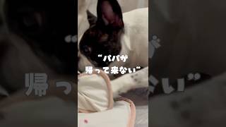 パパが帰って来ない日のフレブル
