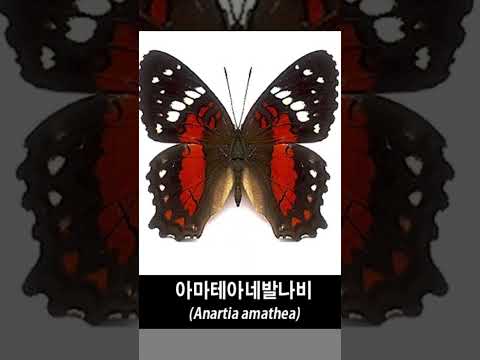 Butterfly (1971)                                     Danyel Gérard & Mary Roos