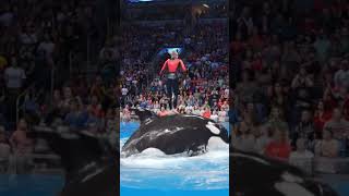 Download lagu #music #song #love #lyrics #goodvibes #orca #whale #plantitasandplantitos # #shark mp3 Download lagu #music #song #love #lyrics #goodvibes #orca #whale #plantitasandplantitos # #shark mp3