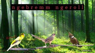 Download lagu masteran KENARI || CILILIN || CIBLEK GUNUNG #burung #muraibatu mp3