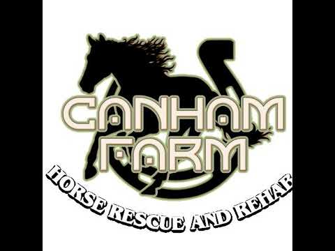 Episode Two - Teaching (Unhandled) Foals to Accept a Halter