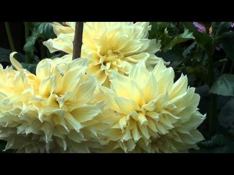 Asha Nirasha Mawu..  - Tilak Garden