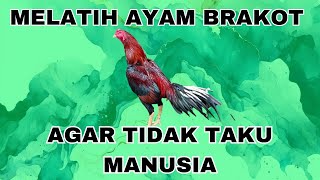 Download lagu Cara Melatih Ayam Brakot agar Tidak Takut pada Manusia mp3