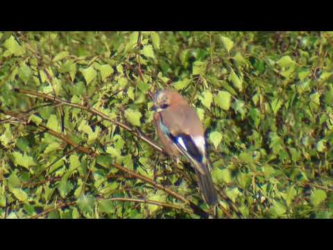 Arrendajo común ( Garrulus glandarius ) Jay