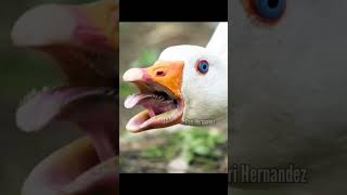 Lenguas de animales.