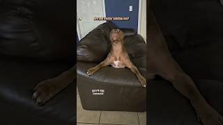 Aging Dog 🎥: @ericac134 #shorts