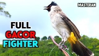 Download lagu Suara Burung Kutilang Gacor Paling Ampuh Untuk Pancingan Pikat Juara mp3