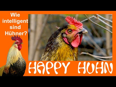 , title : 'E167 Wie intelligent sind Hühner eigentlich? - Happy Huhn - Lernverhalten Kommunikation Hackordnung'