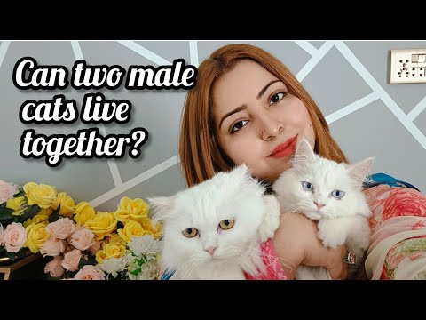 Can two Male Cats live together or not??? | why two male cats fight with each other |the Cats planet