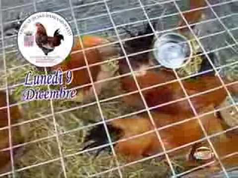 Fiera Storica del Cappone di San Damiano 2013