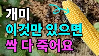 텃밭에 여왕개미 까지 싹 제거하는 방법/ 작은개미 큰개미 모두 죽어요.