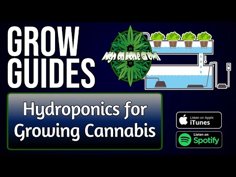 Hydroponics for Growing Cannabis | Grow Guides Episode 34